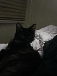 Lost Female Cat last seen Oak meadow , Granbury, TX 76048