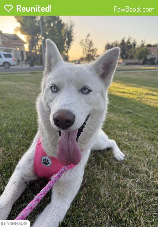 Reunited Female Dog last seen Malibu Ct. , Moreno Valley, CA 92553