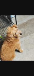 Reunited Female Dog last seen Paradise hills rec center , San Diego, CA 92139