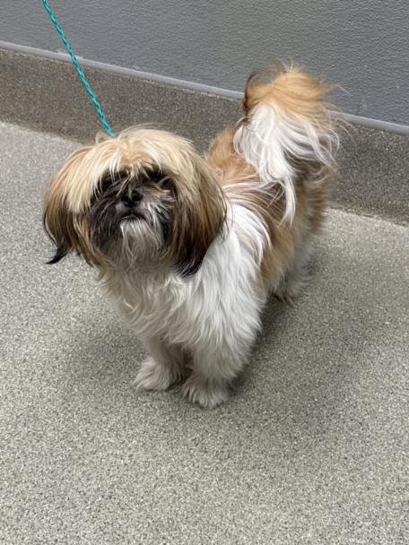 Shelter Stray Male Dog last seen Near BLOCK N CIMARRON RD, LAS VEGAS NV 89131, 655 N Mojave Rd, Las Vegas, NV 89101, USA