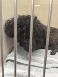 Shelter Stray Unknown Dog last seen E BONANZA RD & N EASTERN AVE, 655 N Mojave Rd, Las Vegas, NV 89101, USA