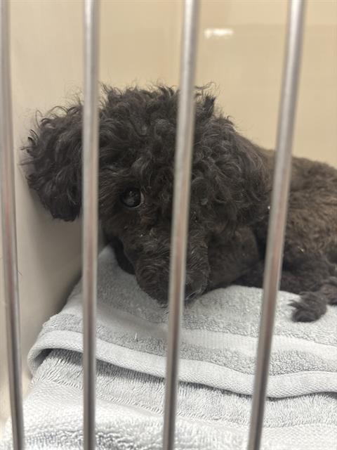 Shelter Stray Unknown Dog last seen E BONANZA RD & N EASTERN AVE, 655 N Mojave Rd, Las Vegas, NV 89101, USA