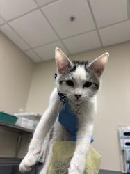 Shelter Stray Male Cat last seen WARDELLE ST | E BONANZA RD, 655 N Mojave Rd, Las Vegas, NV 89101, USA