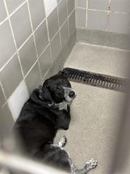 Shelter Stray Unknown Dog last seen LOVELL CANYON RD, 655 N Mojave Rd, Las Vegas, NV 89101, USA