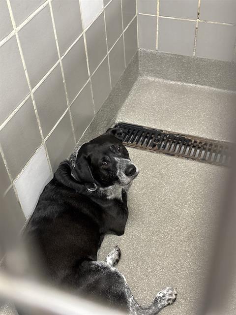 Shelter Stray Unknown Dog last seen LOVELL CANYON RD, 655 N Mojave Rd, Las Vegas, NV 89101, USA