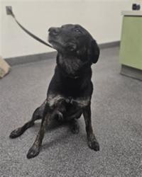 Shelter Stray Male Dog last seen , 3201 Lacy St, Los Angeles, CA 90031, USA