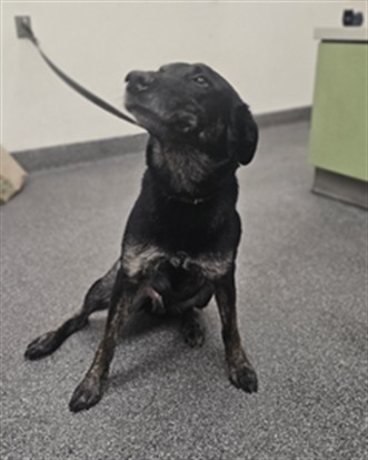 Shelter Stray Male Dog last seen , 3201 Lacy St, Los Angeles, CA 90031, USA
