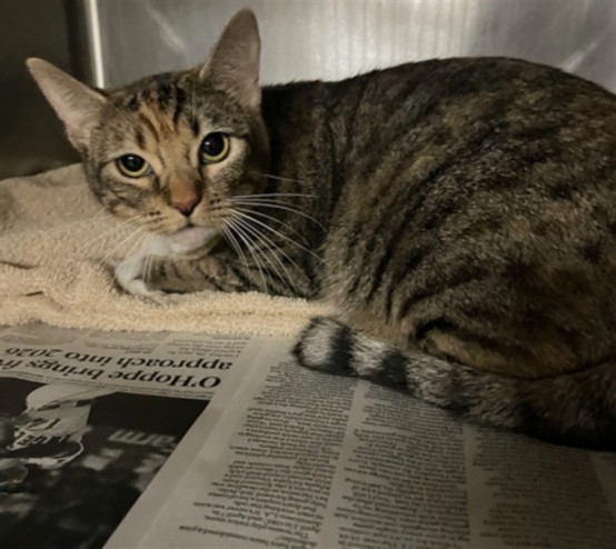 Shelter Stray Female Cat last seen , 14409 Vanowen St, Van Nuys, CA 91405, USA