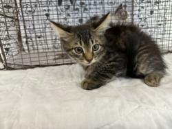 Shelter Stray Male Cat last seen , 957 N Gaffey St, San Pedro, CA 90731, USA