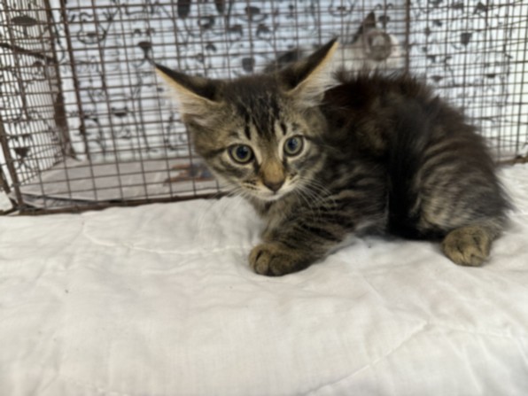 Shelter Stray Male Cat last seen , 957 N Gaffey St, San Pedro, CA 90731, USA