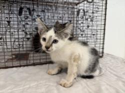 Shelter Stray Male Cat last seen , 957 N Gaffey St, San Pedro, CA 90731, USA