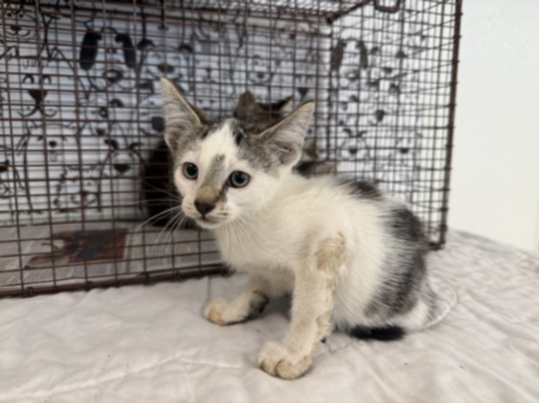 Shelter Stray Male Cat last seen , 957 N Gaffey St, San Pedro, CA 90731, USA