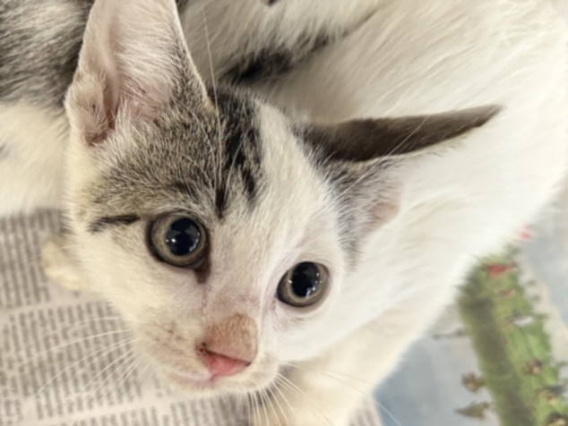 Shelter Stray Female Cat last seen , 957 N Gaffey St, San Pedro, CA 90731, USA