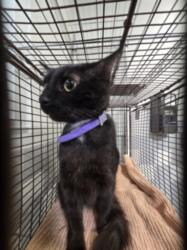 Shelter Stray Female Cat last seen , 957 N Gaffey St, San Pedro, CA 90731, USA