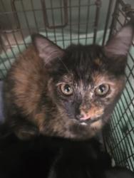 Shelter Stray Female Cat last seen , 957 N Gaffey St, San Pedro, CA 90731, USA