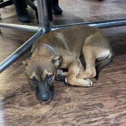 Shelter Stray Male Dog last seen Near BLOCK E COMMERCE, 4710 TX-151, San Antonio, TX 78227, USA