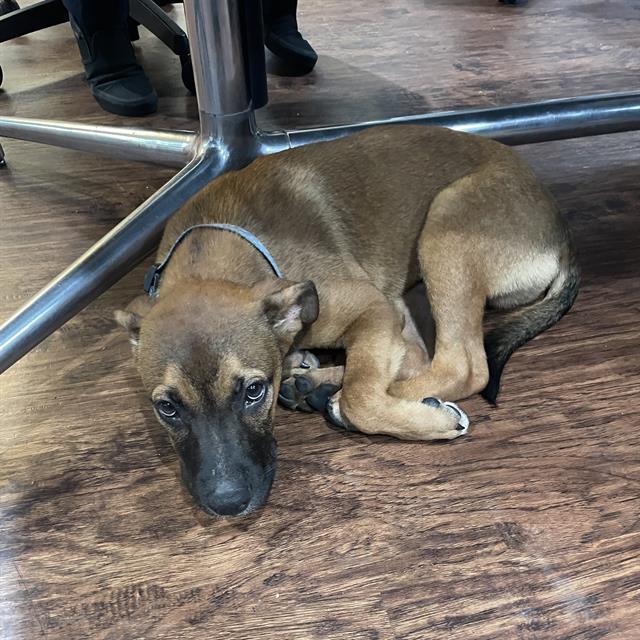 Shelter Stray Male Dog last seen Near BLOCK E COMMERCE, 4710 TX-151, San Antonio, TX 78227, USA