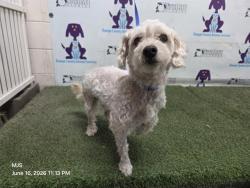 Shelter Stray Male Dog last seen , 2769 Conroy Rd, Orlando, FL 32839, USA