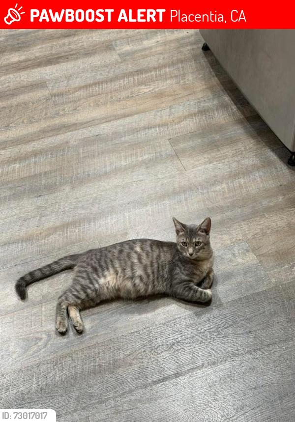 Lost Female Cat last seen Camarillo st,  Encinitas way, Placentia, CA 92870