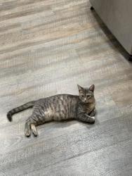 Lost Female Cat last seen Camarillo st,  Encinitas way, Placentia, CA 92870