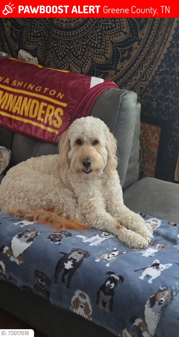 Lost Female Dog last seen Doc Hawkins RD/ Old Baileyton RD, Greene County, TN 37745