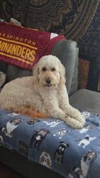 Lost Female Dog last seen Doc Hawkins RD/ Old Baileyton RD, Greene County, TN 37745