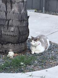 Lost Male Cat last seen Near ls calusa st, San Marcos, CA 92069