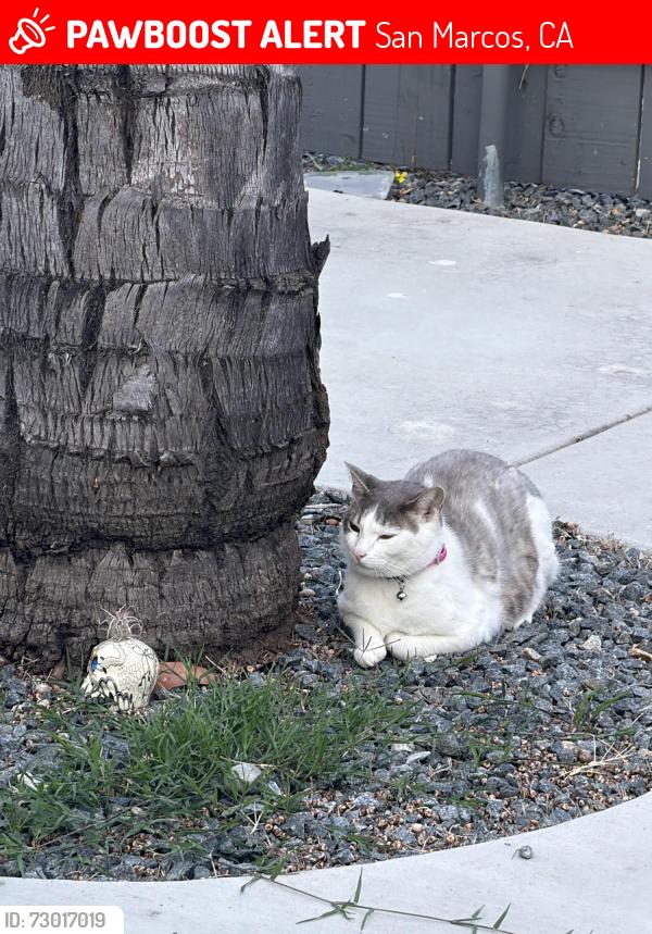 Lost Male Cat last seen Near ls calusa st, San Marcos, CA 92069