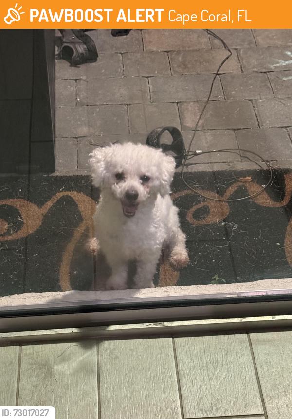 Found/Stray Male Dog last seen El deraldo, Cape Coral, FL 33993