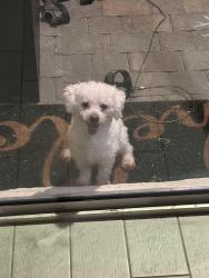 Found/Stray Male Dog last seen El deraldo, Cape Coral, FL 33993