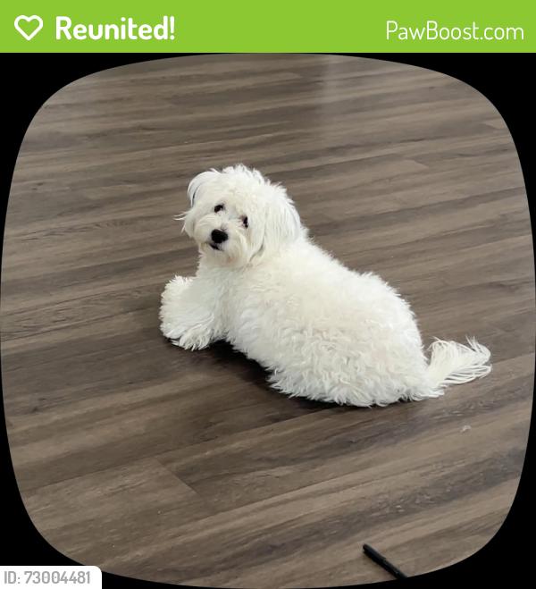 Reunited Female Dog last seen San Juan Ave , Oxnard, CA 93033