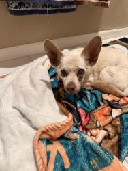 Found/Stray Male Dog last seen Between 1st and 2nd, El Cajon, CA 92019