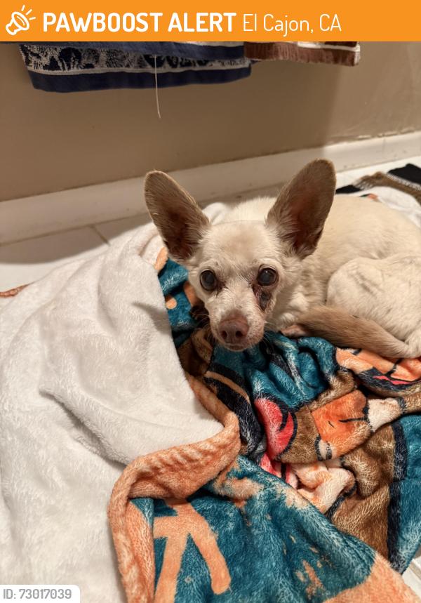 Found/Stray Male Dog last seen Between 1st and 2nd , El Cajon, CA 92019