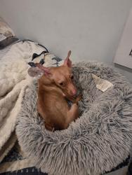 Found/Stray Female Dog last seen Harbor  and basenchery , Fullerton, CA 92832