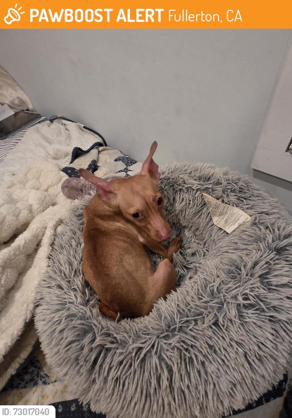 Found/Stray Female Dog last seen Harbor  and basenchery , Fullerton, CA 92832