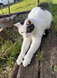 Reunited Male Cat last seen 59th Ave NE, Tacoma, WA 98422