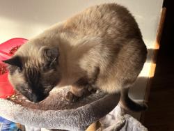 Lost Female Cat last seen Winterset , Columbus, OH 43220