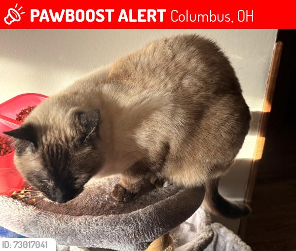 Lost Female Cat last seen Winterset , Columbus, OH 43220