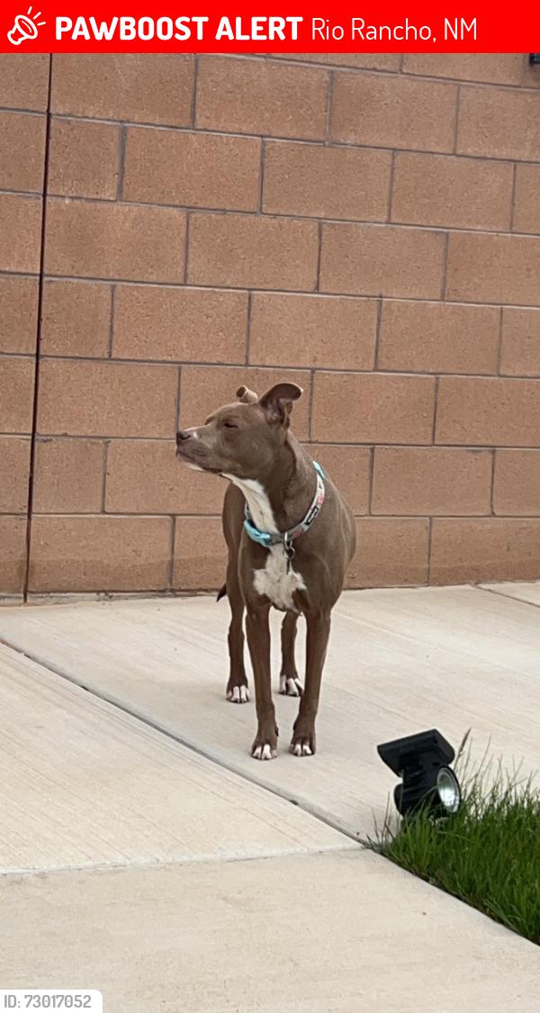 Lost Female Dog last seen Cherry and Meadows dr, Rio Rancho, NM 87144