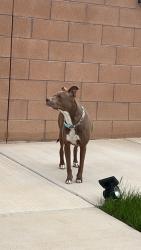 Lost Female Dog last seen Cherry and Meadows dr, Rio Rancho, NM 87144