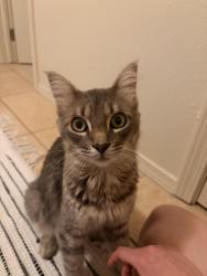 Found/Stray Unknown Cat last seen N Salem Rd/W Buckeye St, Fayetteville, AR 72704