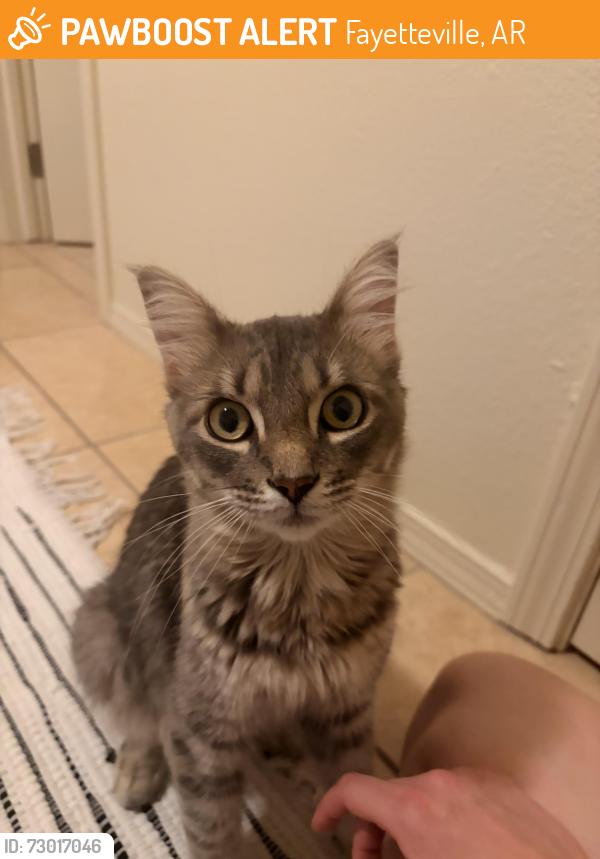 Found/Stray Unknown Cat last seen N Salem Rd/W Buckeye St, Fayetteville, AR 72704