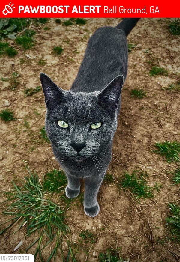 Lost Male Cat last seen Four mile church, Ball Ground, GA 30107