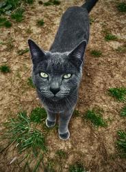Lost Male Cat last seen Four mile church, Ball Ground, GA 30107