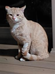 Found/Stray Unknown Cat last seen Janeswood & Foxtree, Woodridge, IL 60517