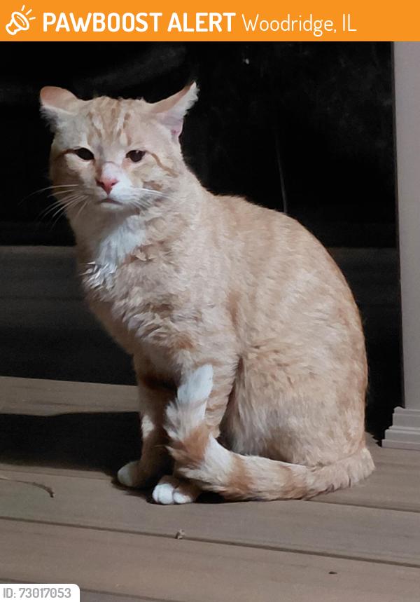 Found/Stray Unknown Cat last seen Janeswood & Foxtree, Woodridge, IL 60517