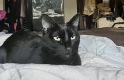 Lost Female Cat last seen 147th and highland Ave, Orland Park, IL 60462
