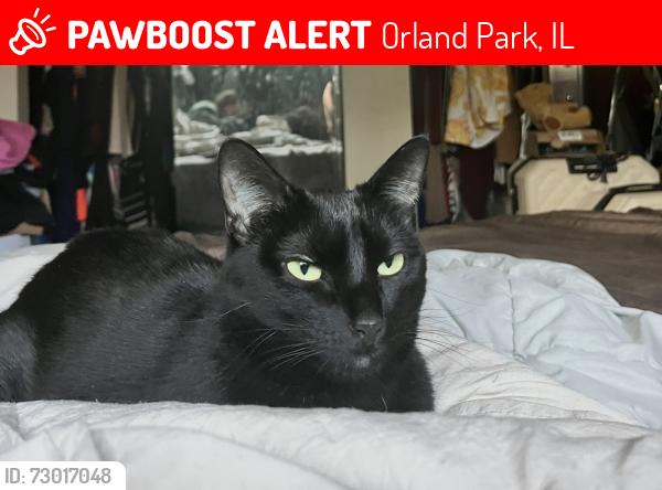 Lost Female Cat last seen 147th and highland Ave, Orland Park, IL 60462