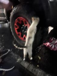 Found/Stray Unknown Cat last seen Near the parking garage of Willowest in Lindbergh, Atlanta, GA 30324