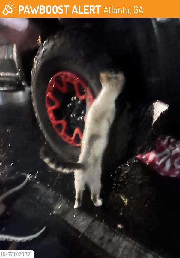 Found/Stray Unknown Cat last seen Near the parking garage of Willowest in Lindbergh, Atlanta, GA 30324
